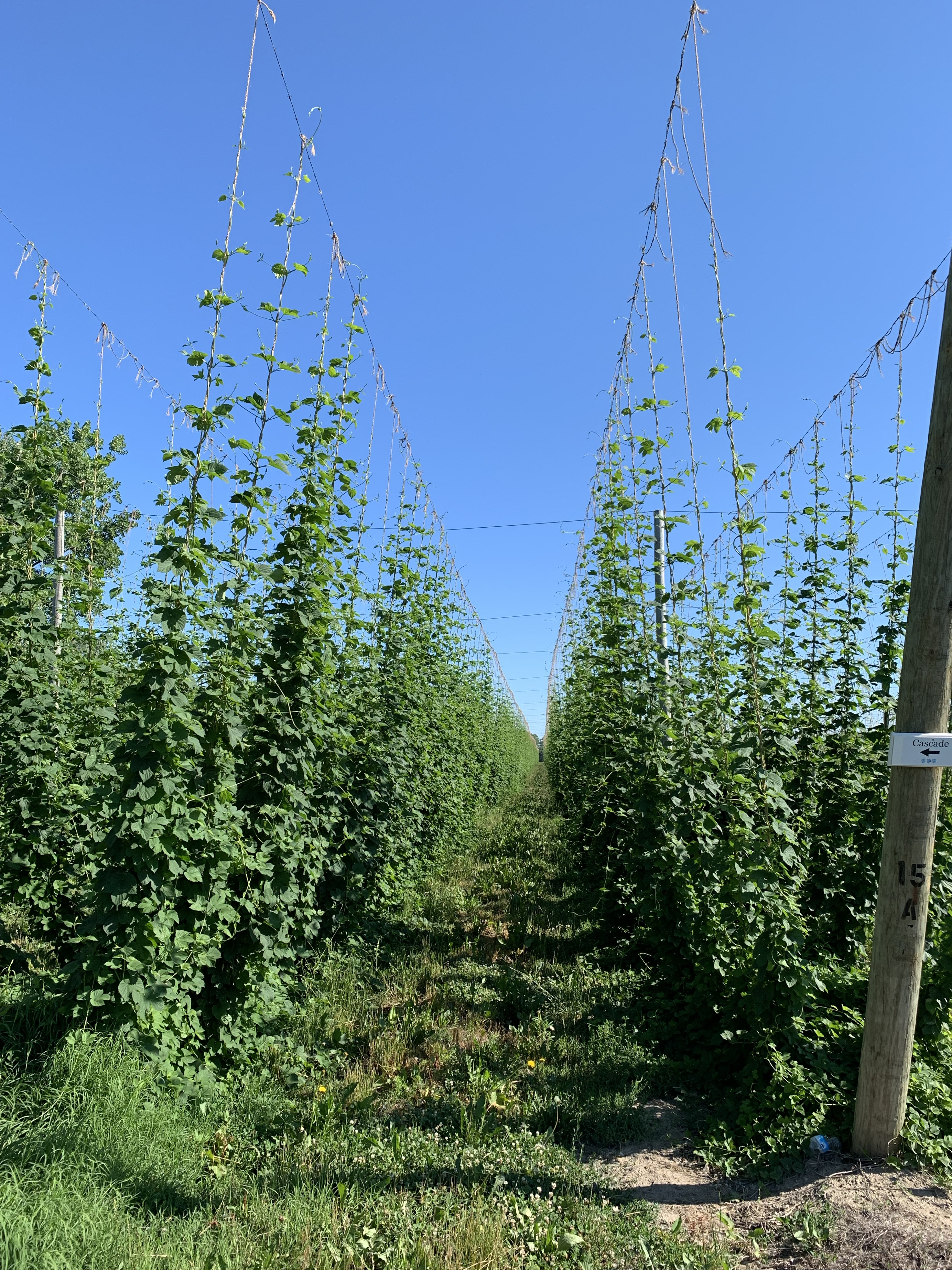 Cascade hops